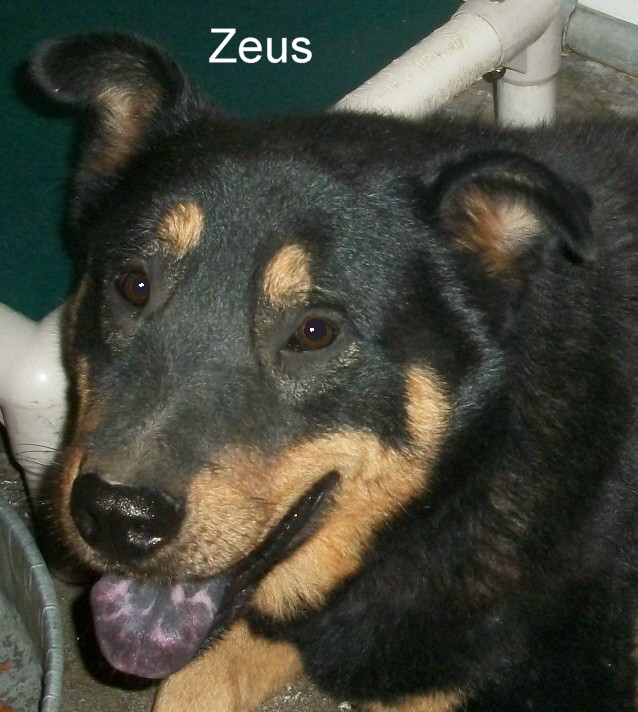 Other Photos of thie Dog