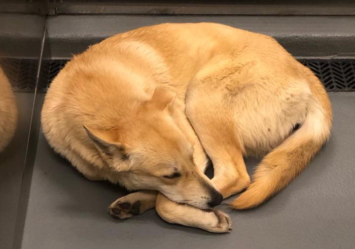 Other Photos of thie Dog