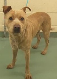 Other Photos of thie Dog