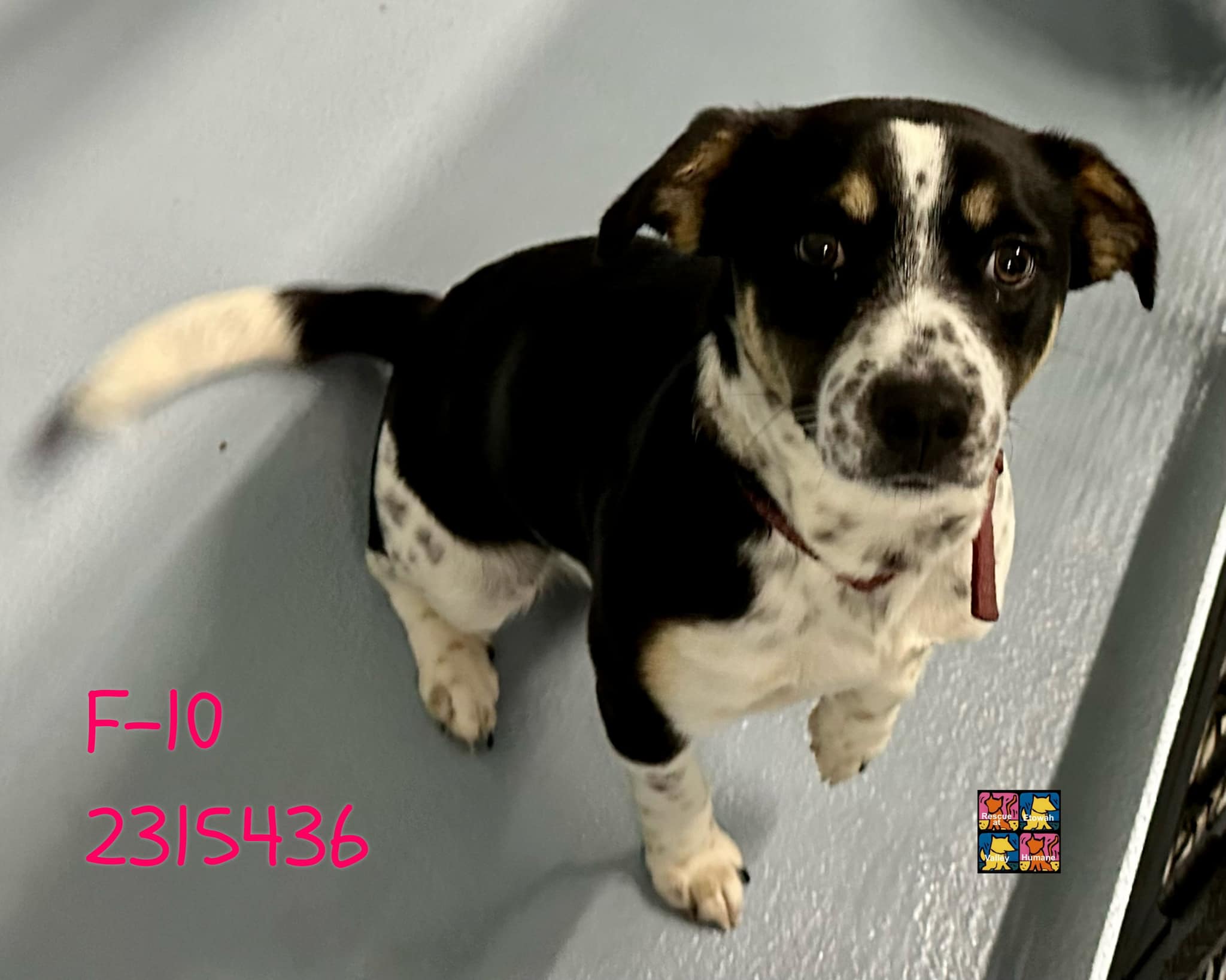 Animal Control Cartersville Ga