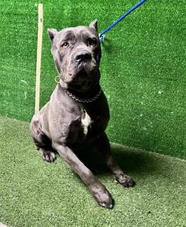 Main Photo of this Dog