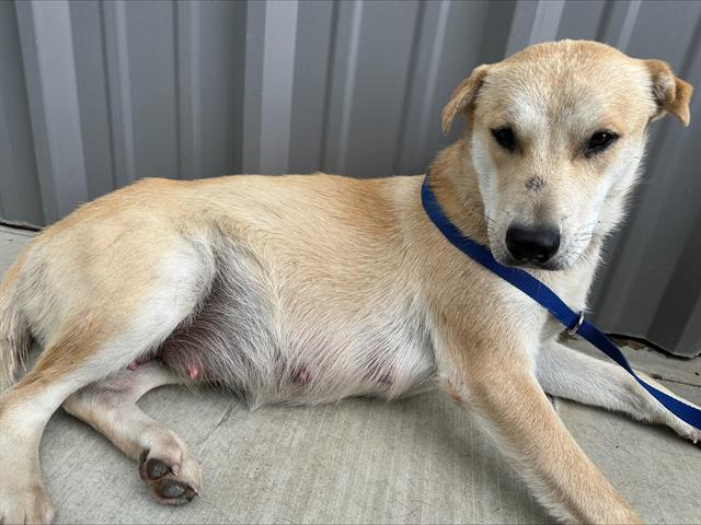 Main Photo of this Dog