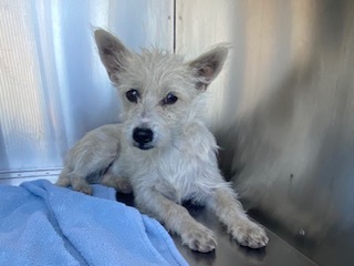 Main Photo of this Dog