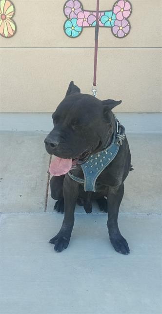 Other Photos of thie Dog