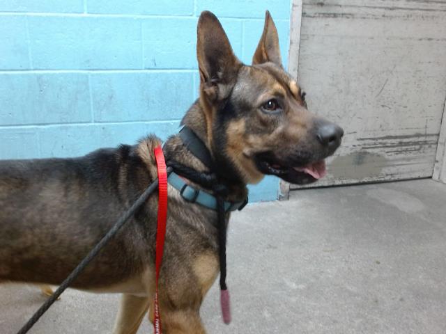 Main Photo of this Dog