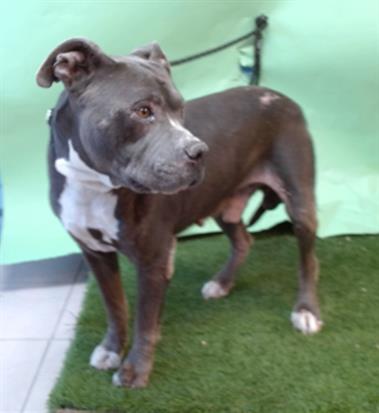 Other Photos of thie Dog