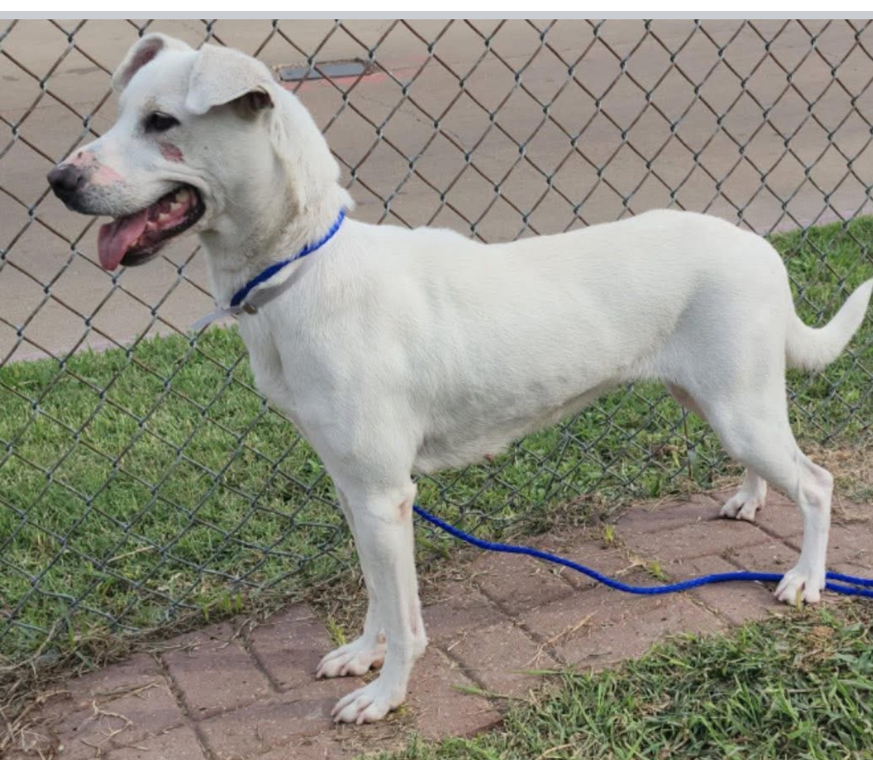 Other Photos of thie Dog
