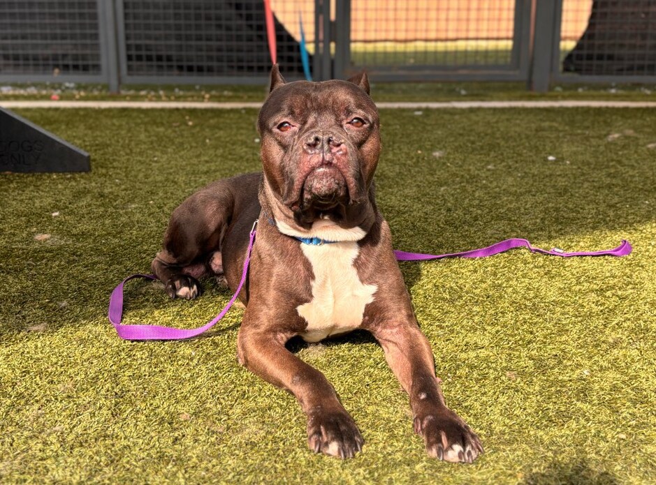 Other Photos of thie Dog