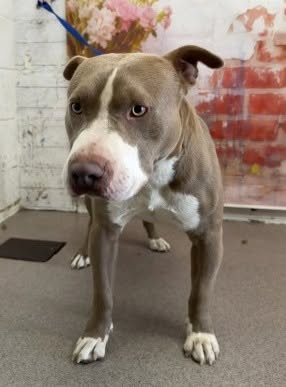 August, a Pit Bull Terrier, available for adoption