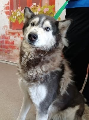 Akela, a Siberian Husky, available for adoption