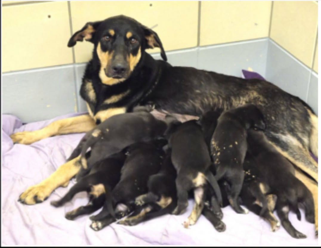 Greta And Her Puppies, a Lancashire Heeler (mix breed), available for adoption