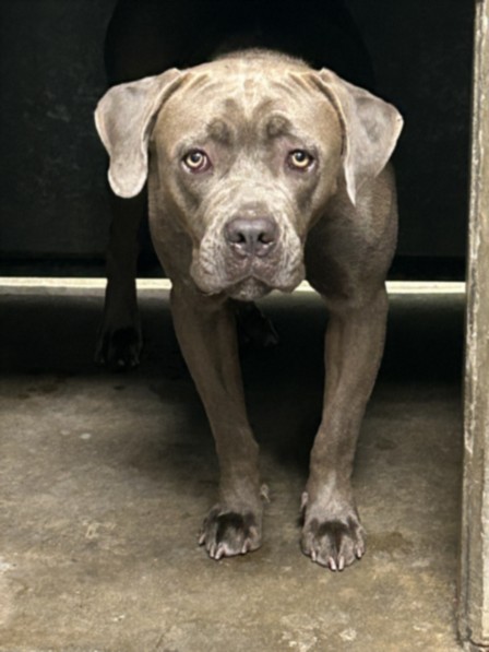 Valentina, a Pit Bull Terrier (mix breed), available for adoption