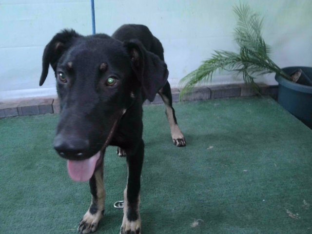 Jocko, a German Shepherd, available for adoption
