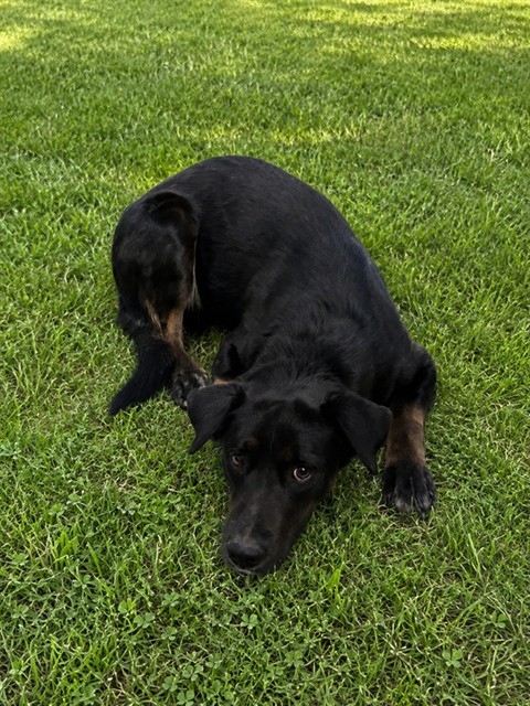 Daisy, a Labrador Retriever, available for adoption
