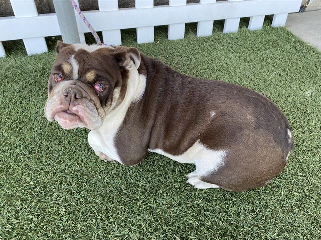 Pebbles, a English Bulldog, available for adoption