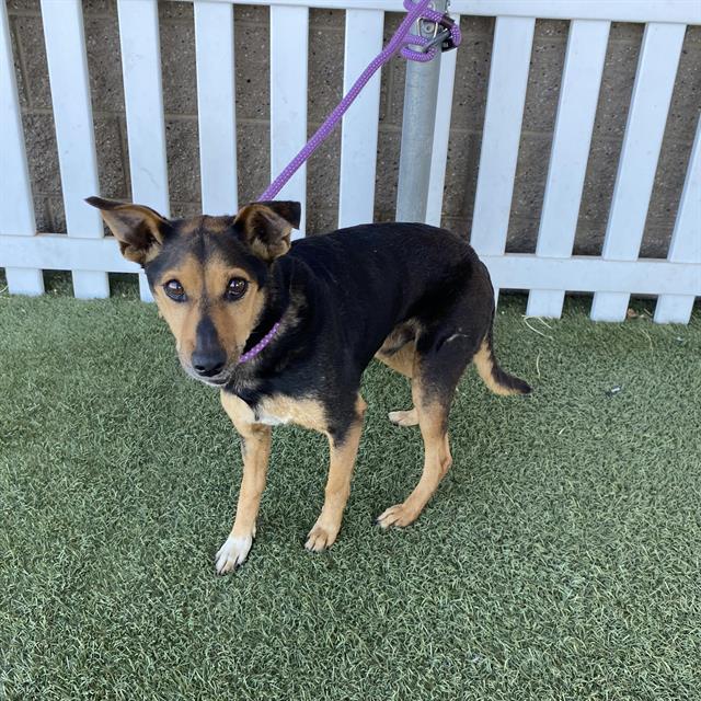 Mushu, a Manchester Terrier, available for adoption
