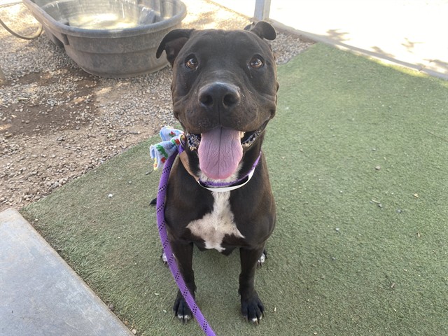 Roxy, a Pit Bull Terrier (mix breed), available for adoption