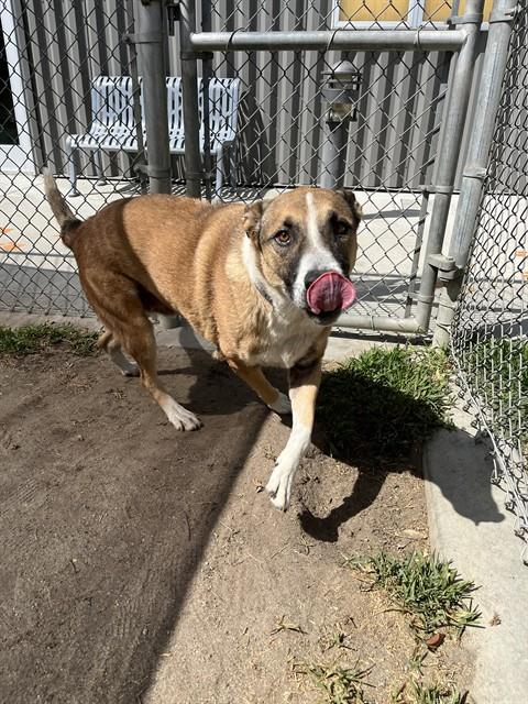 Levi, a Shepherd (mix breed), available for adoption