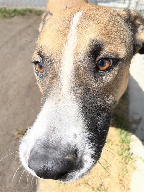Other Photos of thie Dog