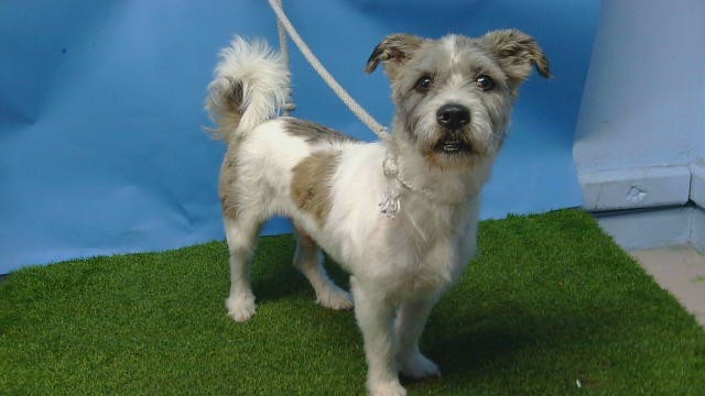 Milo, a Terrier, available for adoption