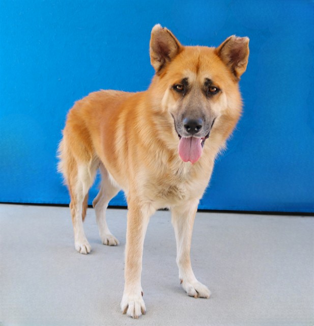 Principe, a German Shepherd, available for adoption
