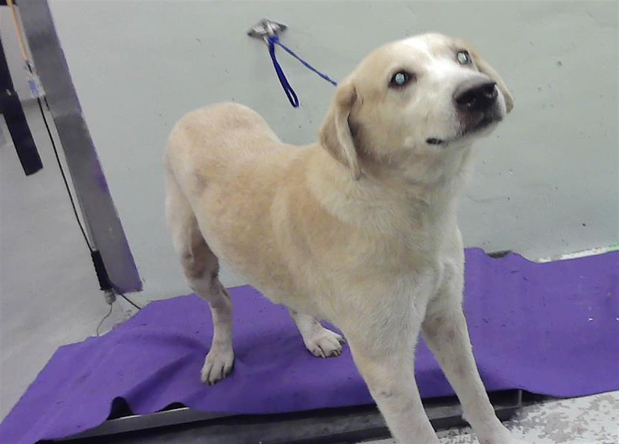 Remie, a Yellow Labrador Retriever (mix breed), available for adoption