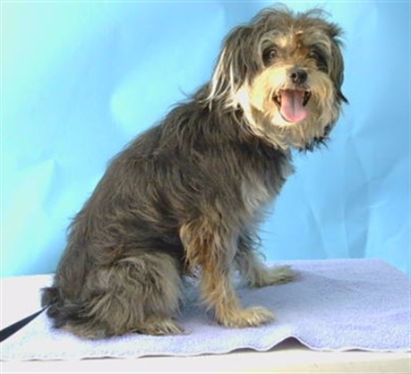 A5792886, a Terrier, available for adoption