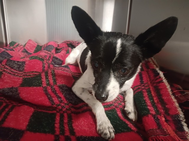 A5792522, a Chihuahua, available for adoption