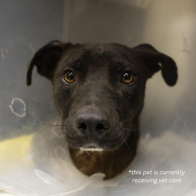 Buddy, a American Staffordshire Terrier (mix breed), available for adoption