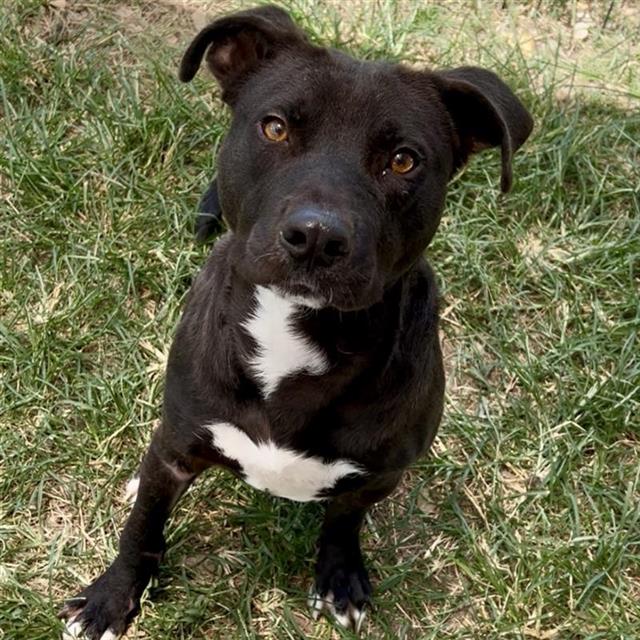 Buddy, a American Staffordshire Terrier (mix breed), available for adoption