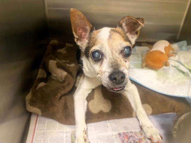 Buddy, a Rat Terrier, available for adoption