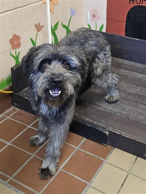 Roly-Poly, a Terrier, available for adoption