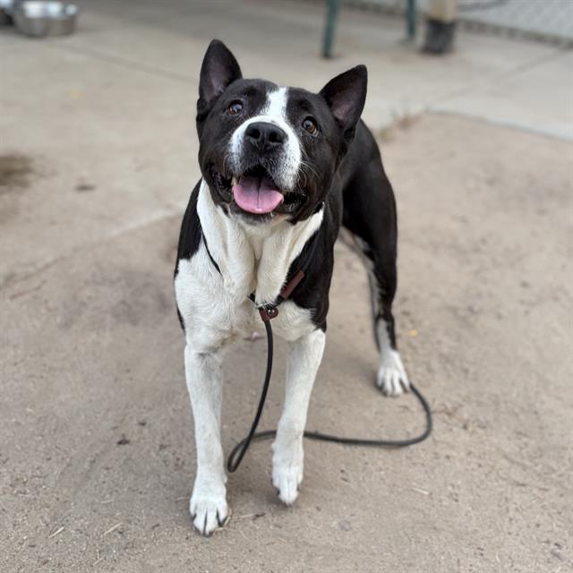 Janelle, a Pit Bull Terrier, available for adoption