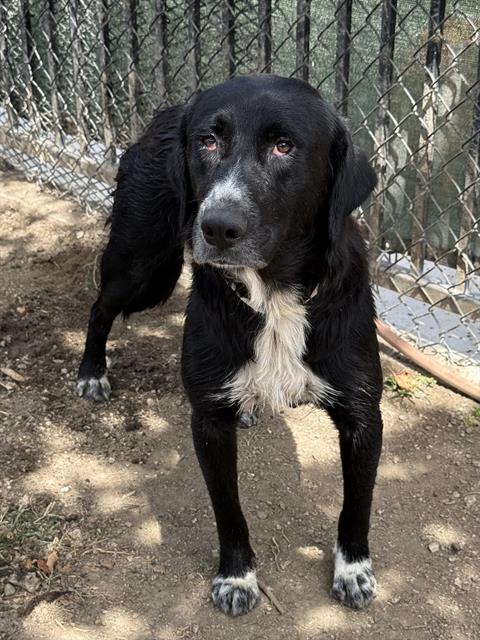 Judy, a Shepherd (mix breed), available for adoption