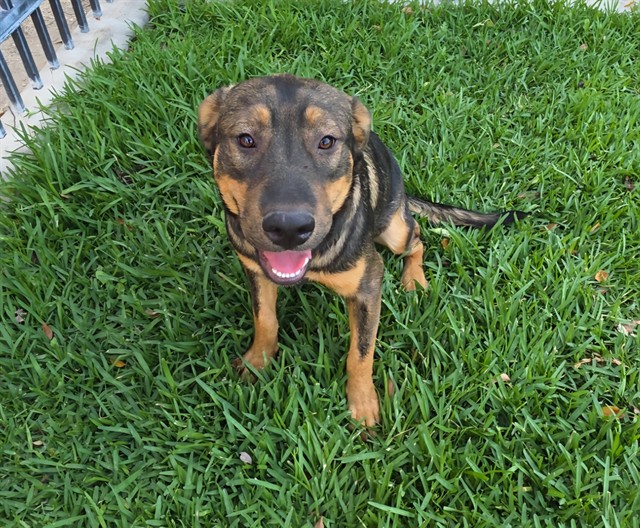 Adoptable pet photo
