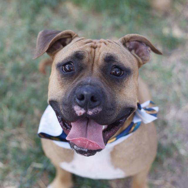 American Staffordshire Terrier available for adoption