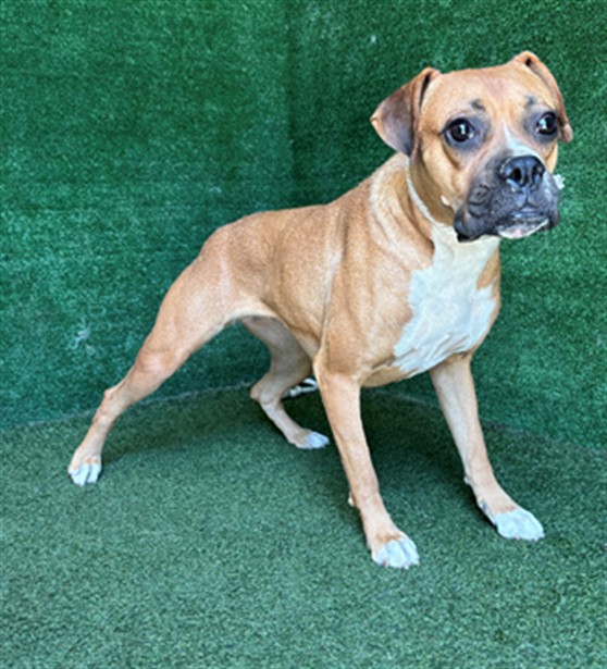 Adoptable pet photo
