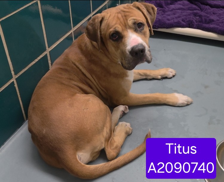 Adoptable pet photo