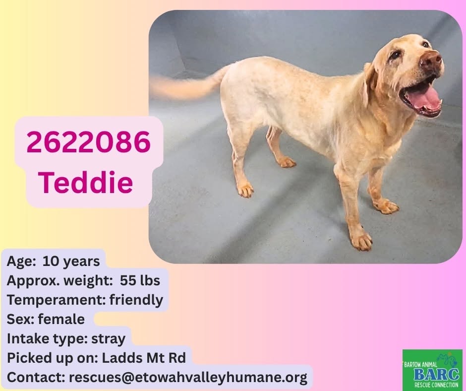 Adoptable pet photo