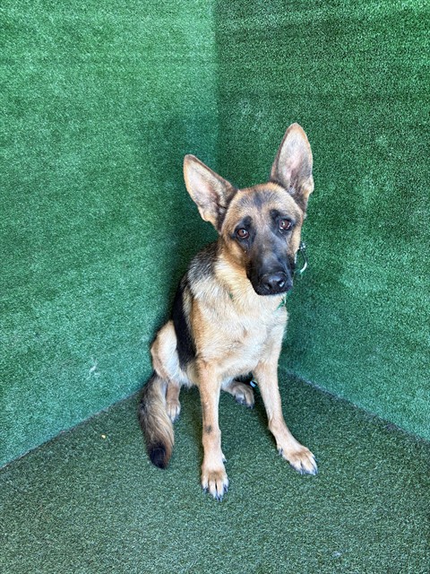 Adoptable pet photo