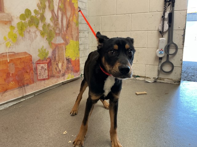 Cattle Dog (mix breed) available for adoption