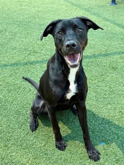Mountain Cur (mix breed) available for adoption