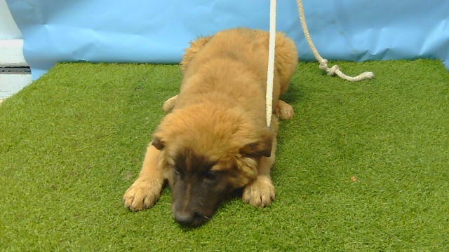A5796967, a German Shepherd, available for adoption