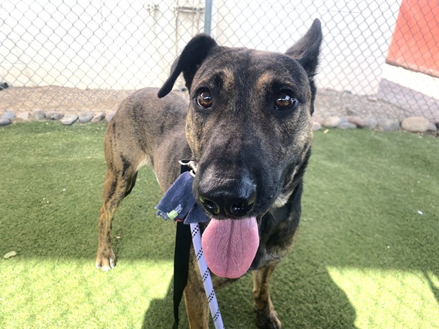 Fozzy, a Black Mouth Cur (mix breed), available for adoption
