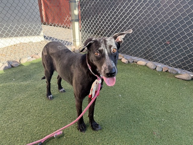 Olive, a Black Labrador Retriever (mix breed), available for adoption