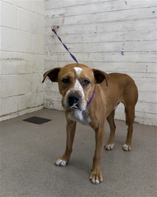 Nacho, a Pit Bull Terrier (mix breed), available for adoption