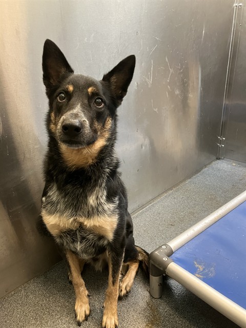 Ranger, a Cattle Dog, available for adoption