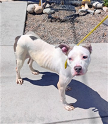 Lucy, a American Staffordshire Terrier, available for adoption