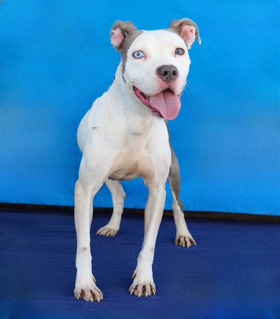 Lucy, a American Staffordshire Terrier, available for adoption
