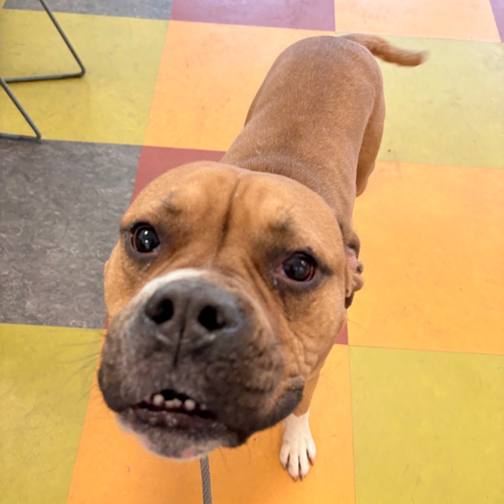 Other Photos of thie Dog